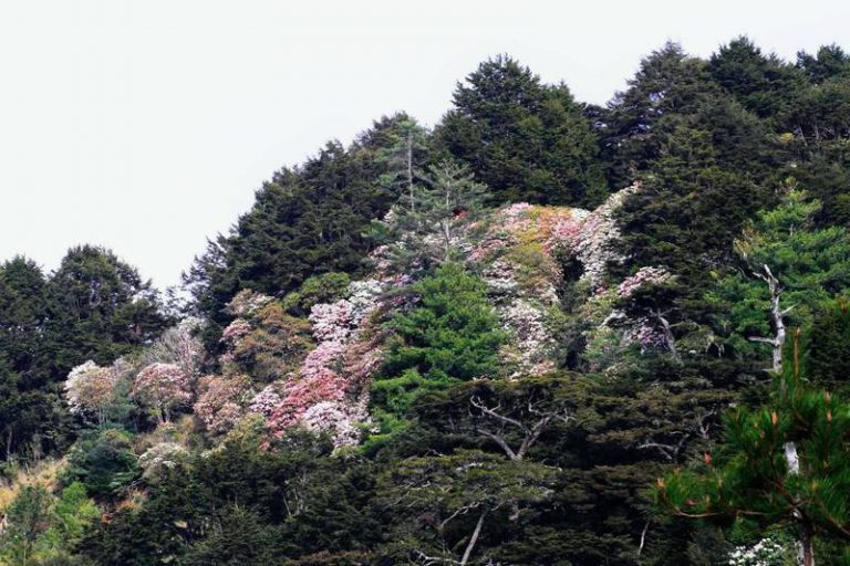 新聞塔塔加玉山杜鵑