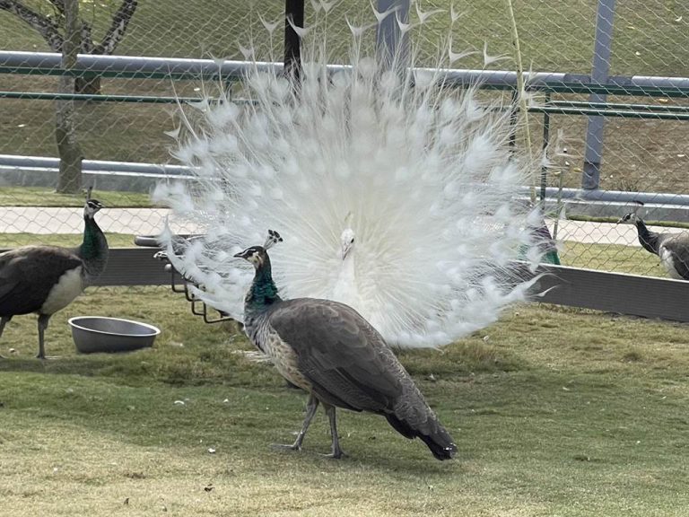 九九峰動物樂園 中時新聞網