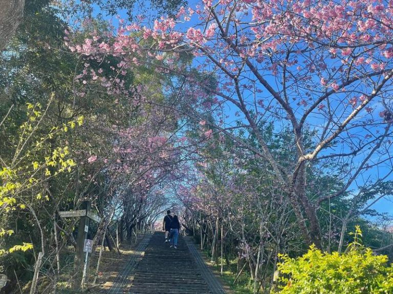 台大鳳凰茶園櫻花隧道