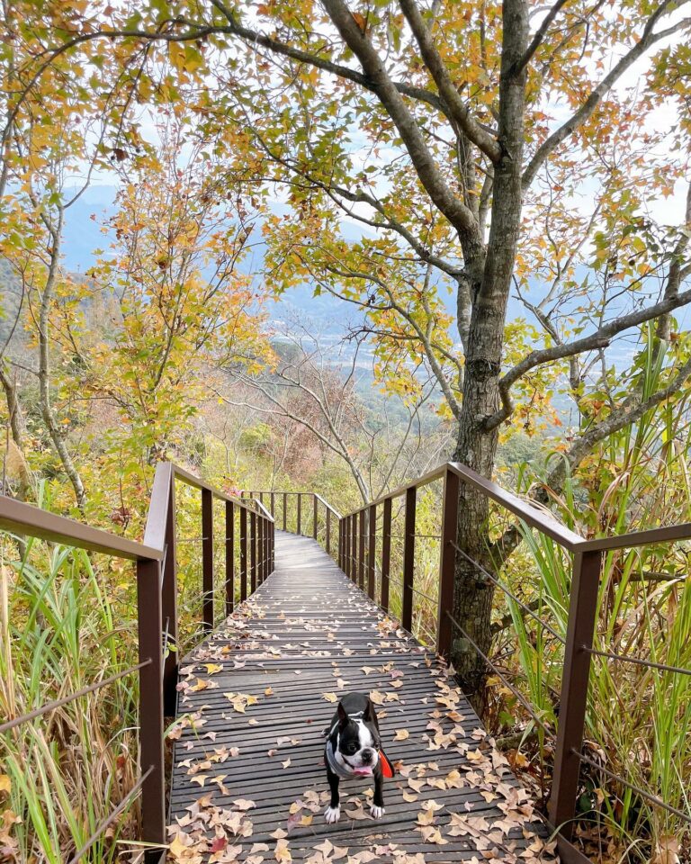 圖片授權：IG @seven1090629