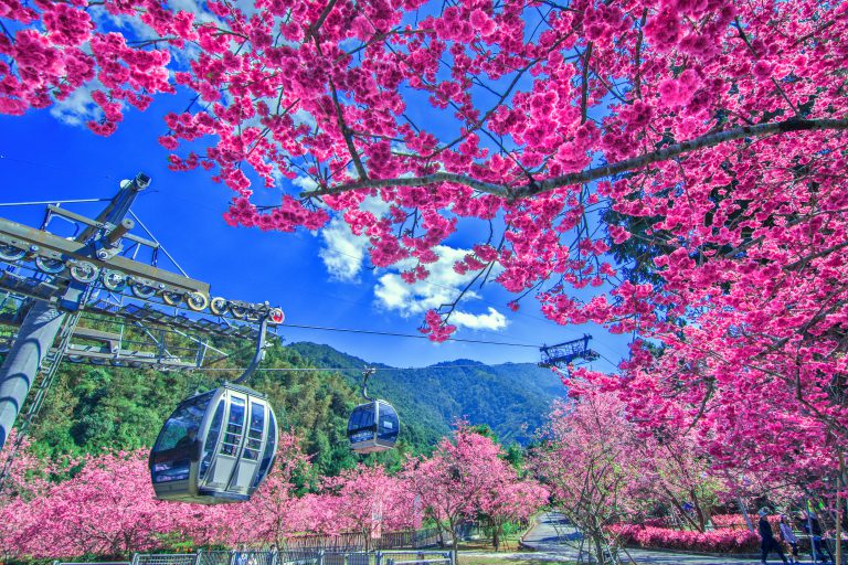 年度櫻花盛會 5千多株櫻花輪番盛開
