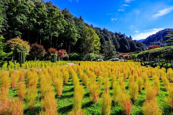 杉林溪波波草