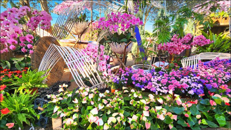 埔里花卉展明登場