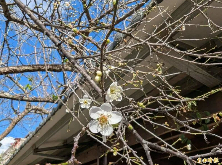 信義賞梅早花「偷跑」
