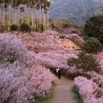 粉紅山丘百元入場