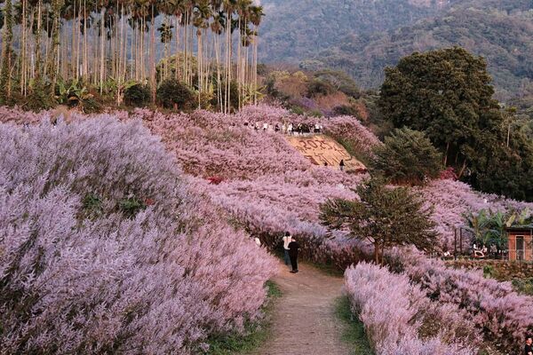 粉紅山丘百元入場