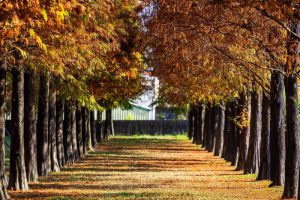 萬坪落羽松2 萬坪落羽松2