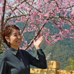 2026草坪頭櫻花季