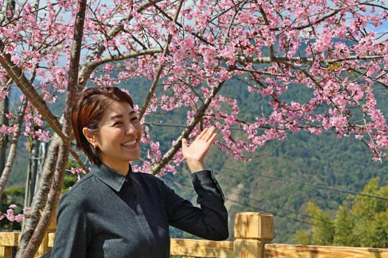 2026草坪頭櫻花季