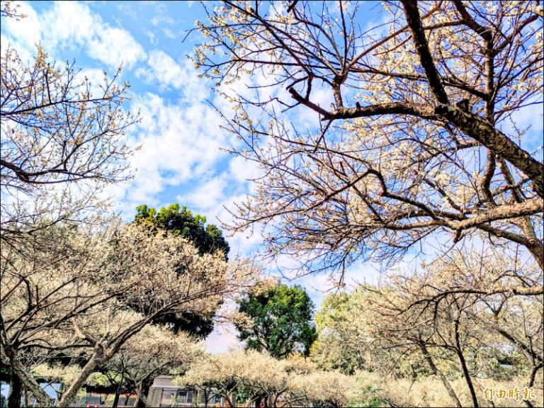 南投縣警局梅花