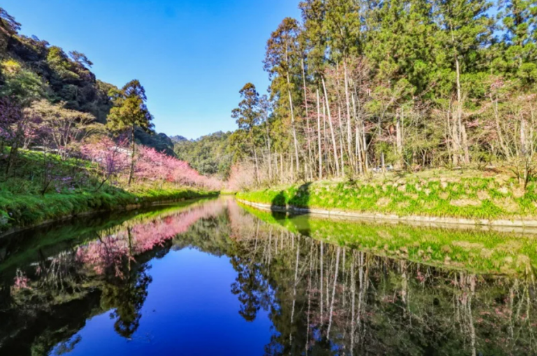 2026杉林溪櫻花