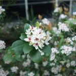 南投植樹月捐發票換樹苗