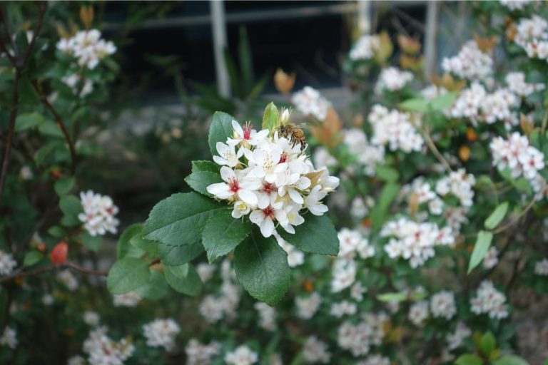 南投植樹月捐發票換樹苗