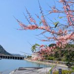 集集花旗木大道盛開