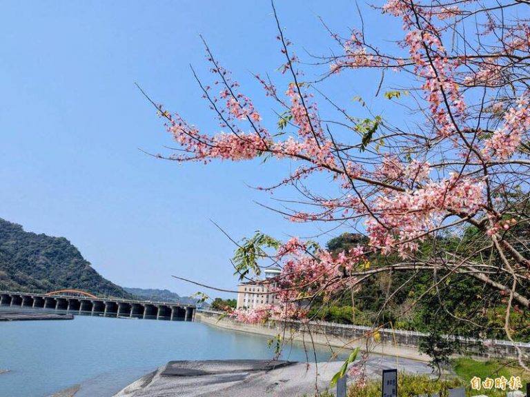 集集花旗木大道盛開