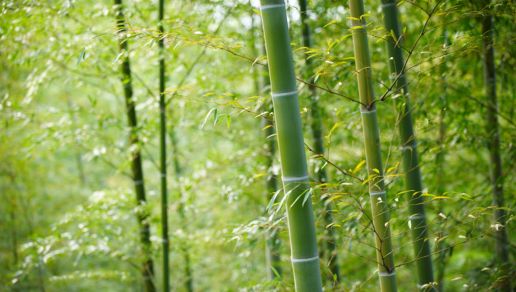 南投縣竹博會7月登場
